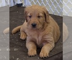 Small #2 Golden Retriever