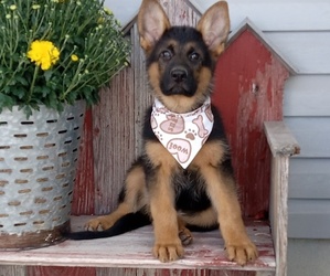 German Shepherd Dog Puppy for Sale in MILFORD, Indiana USA