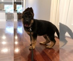 Small Photo #1 German Shepherd Dog Puppy For Sale in DAMASCUS, OR, USA