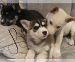 Small Photo #21 German Shepherd Dog-Siberian Husky Mix Puppy For Sale in SAINT MARYS, KS, USA