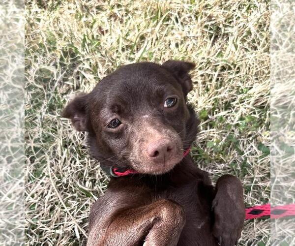 Medium Photo #1 Chihuahua-Unknown Mix Puppy For Sale in Yardley, PA, USA