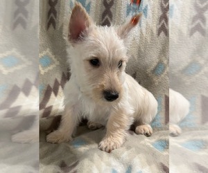 Scottish Terrier Puppy for sale in CLINTON, TN, USA