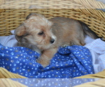 Puppy Bridget Yorkshire Terrier-Zuchon Mix