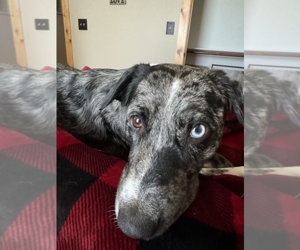 Medium Photo #6 Australian Cattle Dog Puppy For Sale in BONHAM, TX, USA