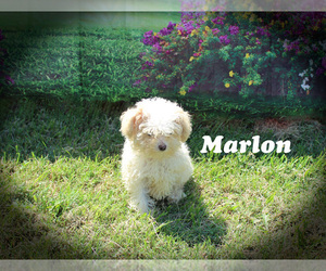 Poodle (Toy) Puppy for sale in CHANUTE, KS, USA
