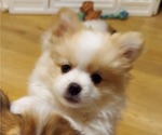 Small Photo #1 Pomeranian Puppy For Sale in SANTEE, CA, USA