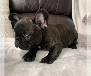 French Bulldog Puppy for sale in JOHNS ISLAND, SC, USA