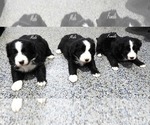 Image preview for Ad Listing. Nickname: Litter of 3
