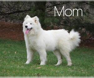 Mother of the Samoyed puppies born on 10/12/2020