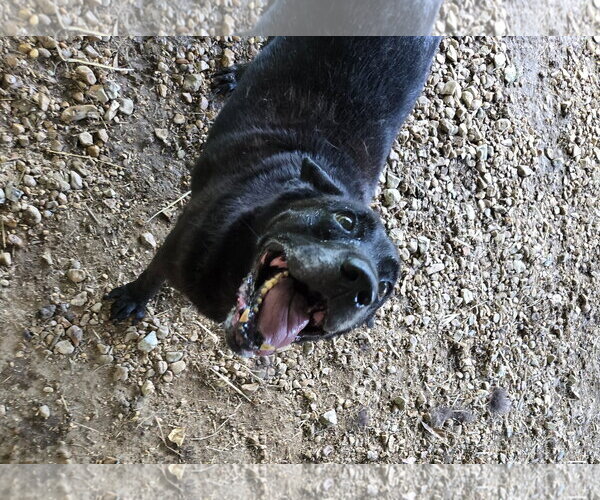 Medium Photo #6 Mutt Puppy For Sale in Jackson, MS, USA