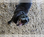 Small Photo #6 Mutt Puppy For Sale in Jackson, MS, USA