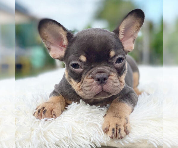Medium Photo #2 French Bulldog Puppy For Sale in HILLSBORO BCH, FL, USA