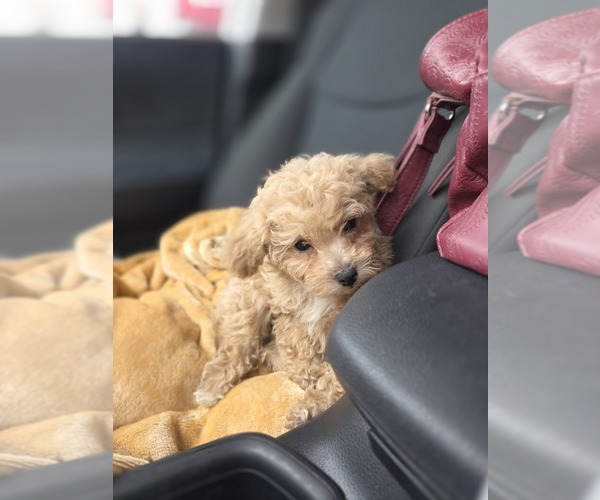 Medium Photo #49 Poodle (Toy) Puppy For Sale in DYERSBURG, TN, USA