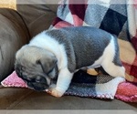 Small Photo #5 French Bulldog Puppy For Sale in SEYMOUR, MO, USA
