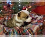 Small Photo #3 Pembroke Welsh Corgi Puppy For Sale in NIANGUA, MO, USA