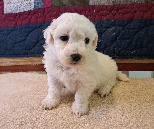 Medium Photo #3 Bichon Frise Puppy For Sale in PELHAM, NH, USA