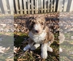 Small Photo #12 F2 Aussiedoodle Puppy For Sale in CHAPEL HILL, NC, USA