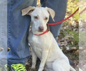 Chihuahua-Unknown Mix Dogs for adoption in Yardley, PA, USA