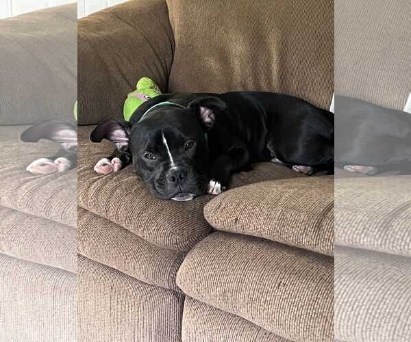 Medium Photo #2 Mutt Puppy For Sale in The Woodlands, TX, USA