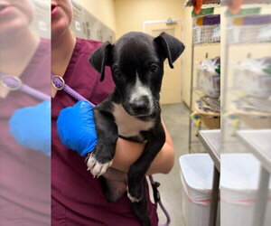 Mutt Dogs for adoption in Texas City, TX, USA