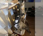 Small #1 Bullboxer Pit
