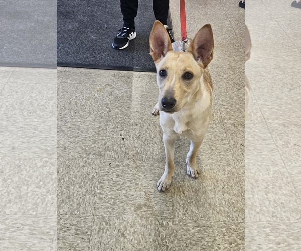 Medium Photo #2 Mutt Puppy For Sale in Woodbury, NY, USA