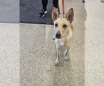 Small #1 Mutt