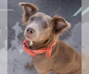 Collie-Colonial Cocker Spaniel Mix Dogs for adoption in San Diego, CA, USA