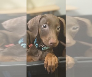 Doberman Pinscher Puppy for sale in AUSTIN, TX, USA