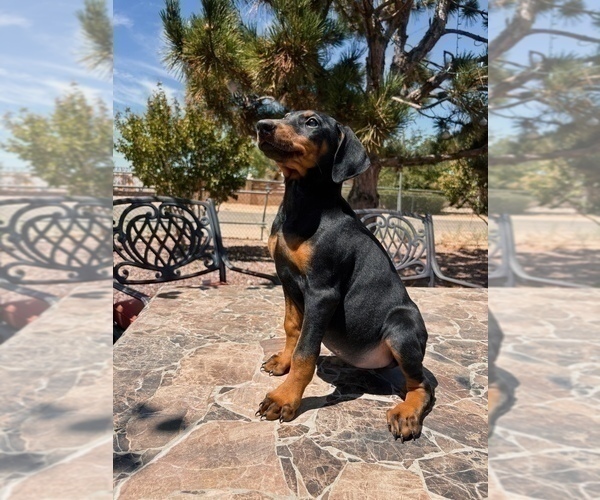 Medium Photo #4 Doberman Pinscher Puppy For Sale in YUCCA VALLEY, CA, USA