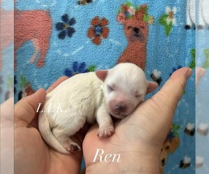 Maltipoo (Miniature) Puppy for sale in WINNSBORO, LA, USA
