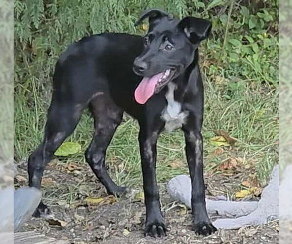 Medium Photo #2 Mutt Puppy For Sale in Anniston, AL, USA