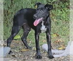 Small #1 Mutt