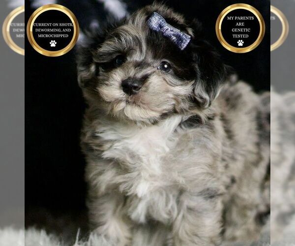 Medium Photo #34 Maltipoo Puppy For Sale in WARSAW, IN, USA