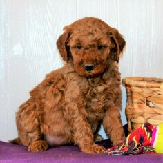 Goldendoodle-Poodle (Miniature) Mix Puppy for sale in KINZERS, PA, USA