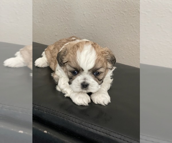 Medium Photo #1 Shih Tzu Puppy For Sale in SYLMAR, CA, USA