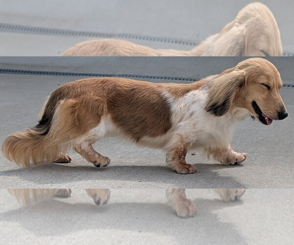 Medium Photo #3 Dachshund Puppy For Sale in Shelbyville, TN, USA