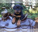 Puppy Yellow Rottweiler