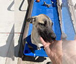 Small #14 Mutt