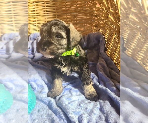 Medium Photo #1 Schnauzer (Miniature) Puppy For Sale in HUMESTON, IA, USA
