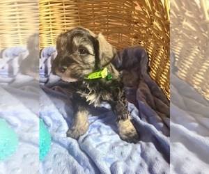 Schnauzer (Miniature) Puppy for sale in HUMESTON, IA, USA