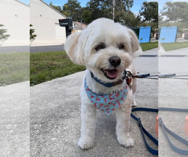 Medium Photo #1 Maltichon Puppy For Sale in Sanford, FL, USA