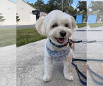 Winky FH - Male Maltichon Dog for Adoption - Small photo