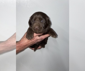 Labrador Retriever Puppy for sale in OSYKA, MS, USA