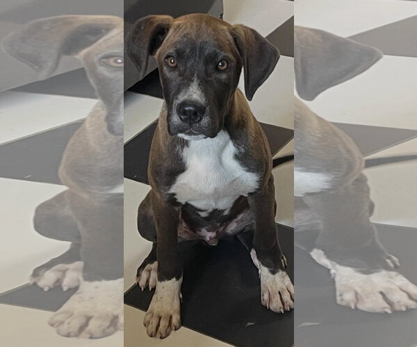 Medium Photo #2 Mutt Puppy For Sale in Fenton, MO, USA