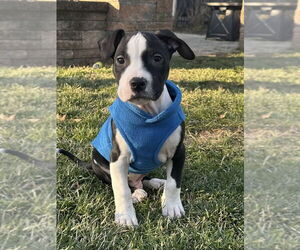 Mutt Dogs for adoption in Tarrytown, GA, USA