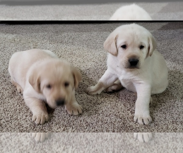 Medium Photo #159 Labrador Retriever Puppy For Sale in OLYMPIA, WA, USA