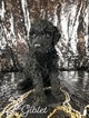 Small Photo #4 Goldendoodle Puppy For Sale in ANDERSON, CA, USA