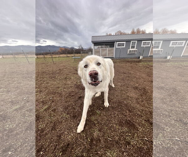 Medium Photo #3 Great Pyrenees Puppy For Sale in Missoula, MT, USA