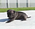 Small #4 Pug